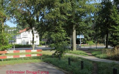c-140803-bomen-soestdijker-zuid-IMG_2084I.jpg