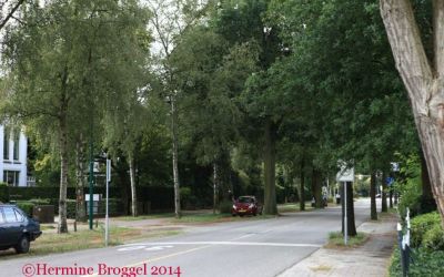 b-140803-bomen-soestdijker-zuid-IMG_2128AB.jpg
