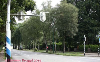 cc-140803-bomen-soestdijker-zuid-c2-IMG_2084G.jpg