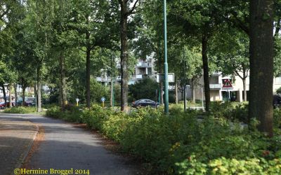 9.3.2 Leijen - rotonde 1 bomen 2014